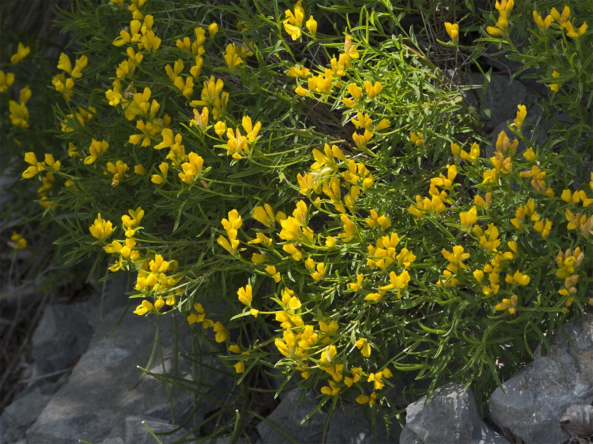 Genista sericea